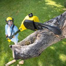 Professional Tree Care in Castaic, CA